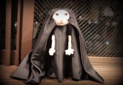 Кошачий косплей очень даже хорош Кошачий косплей очень даже хорош