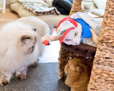 Кошачий косплей очень даже хорош Кошачий косплей очень даже хорош