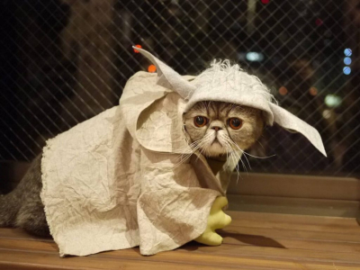 Кошачий косплей очень даже хорош Кошачий косплей очень даже хорош