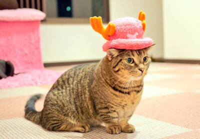 Кошачий косплей очень даже хорош Кошачий косплей очень даже хорош