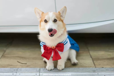 Лучший косплей с крупнейшей в Америке аниме-конвенции