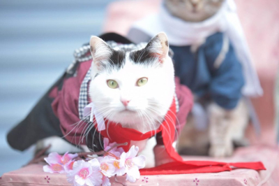 Отличный косплей в эти выходные в Осаке