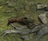 Умирающий фанат Kingdom Come Deliverance 2 написал трогательное прощание серии и главному герою